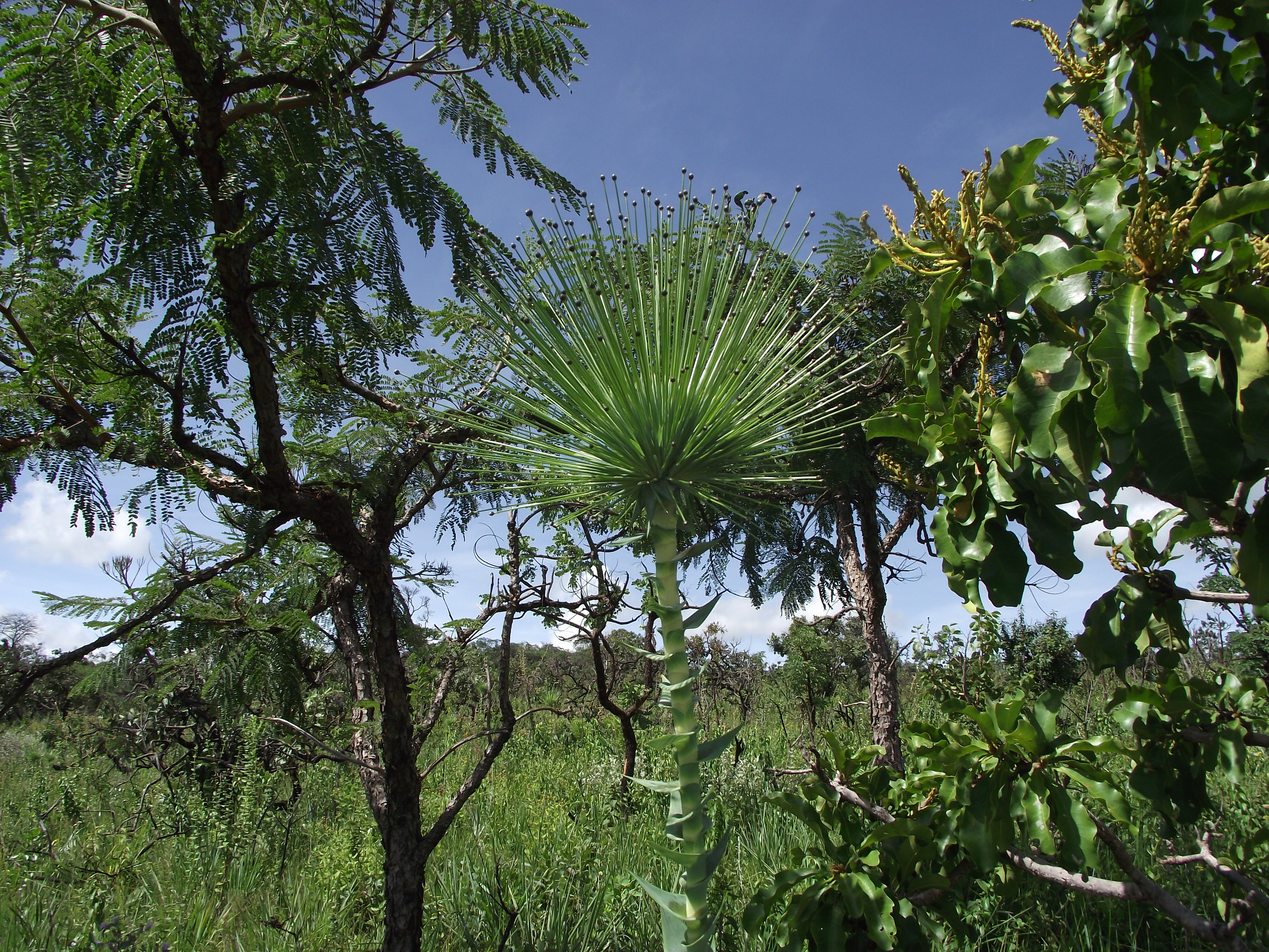 Parque Estadual dos Pireneus 